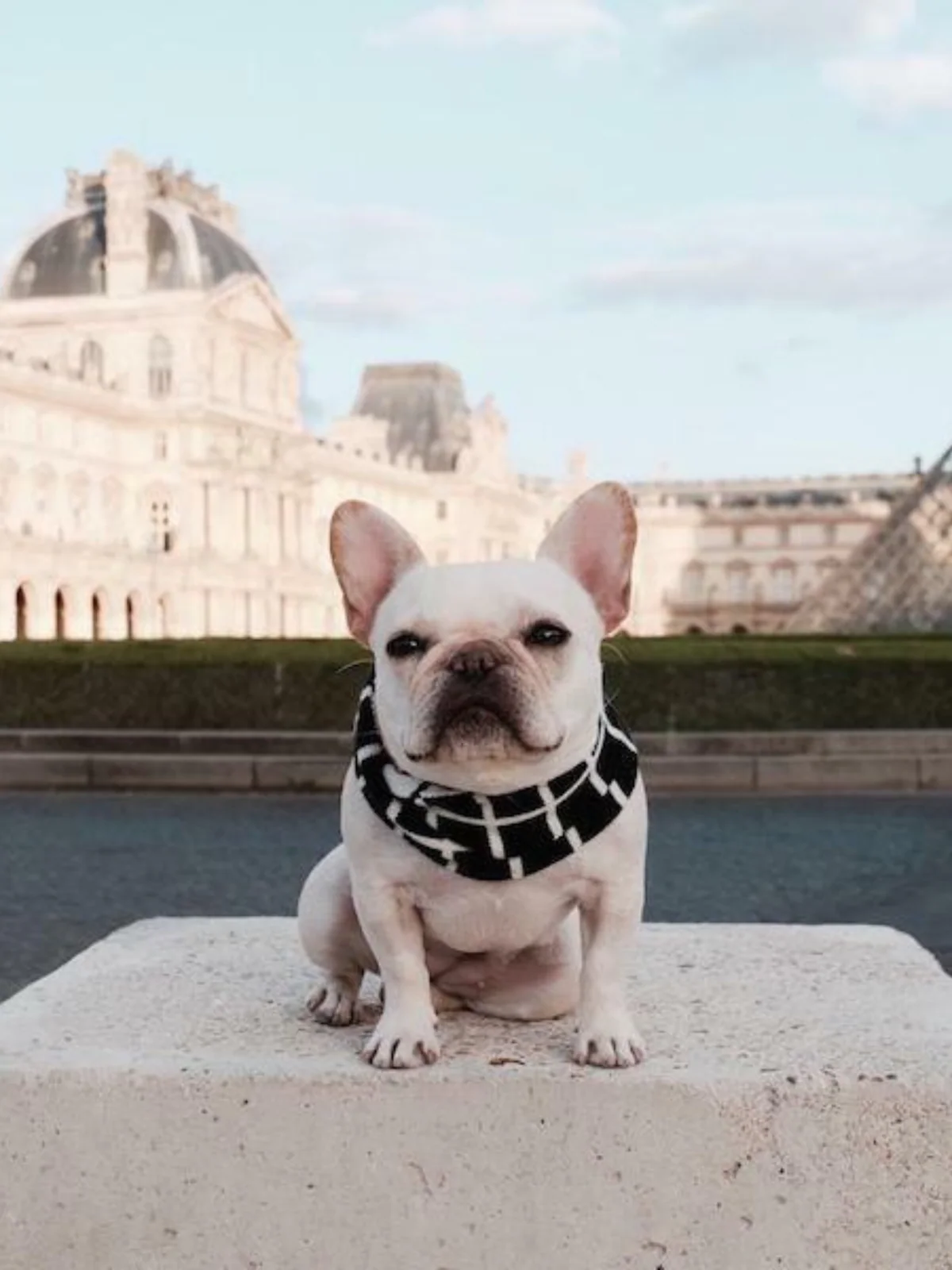 Dog Scarf, Grid - Image 2